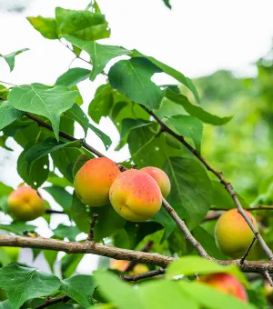 自然そのままの素材